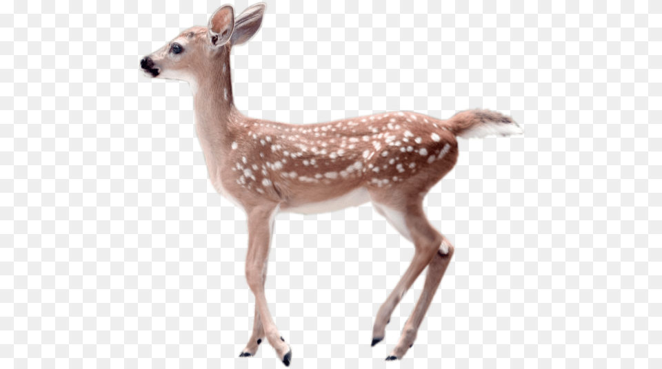 White Fawn, Animal, Antelope, Deer, Mammal Free Transparent Png