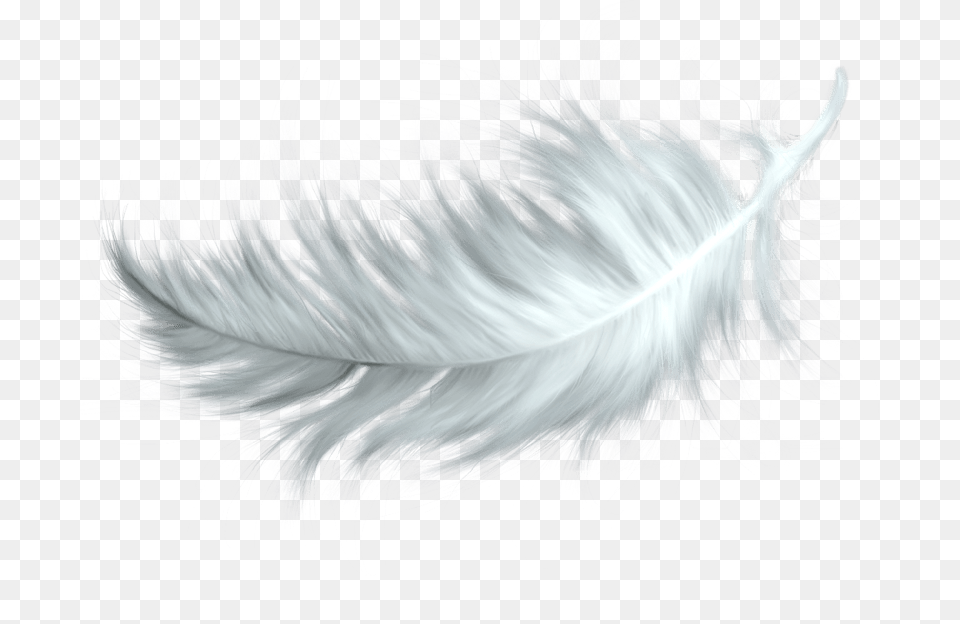 White Feather, Accessories, Pattern, Animal, Bird Png Image