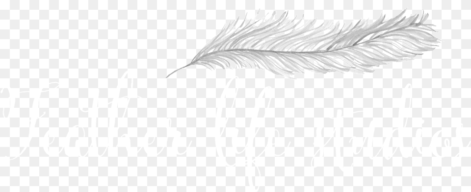 White Feather, Handwriting, Text, Calligraphy Free Transparent Png