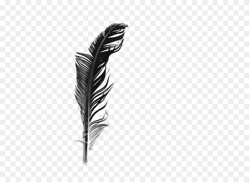 White Feather Black And White, Bottle, Plant Free Png Download
