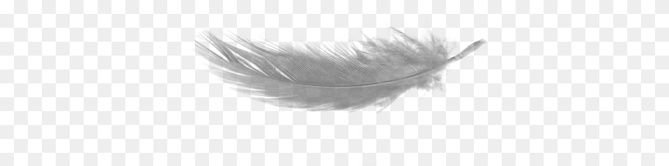 White Feather Download No Background Distant Worlds Ii More Music, Outdoors, Nature, Silhouette, Wedding Png