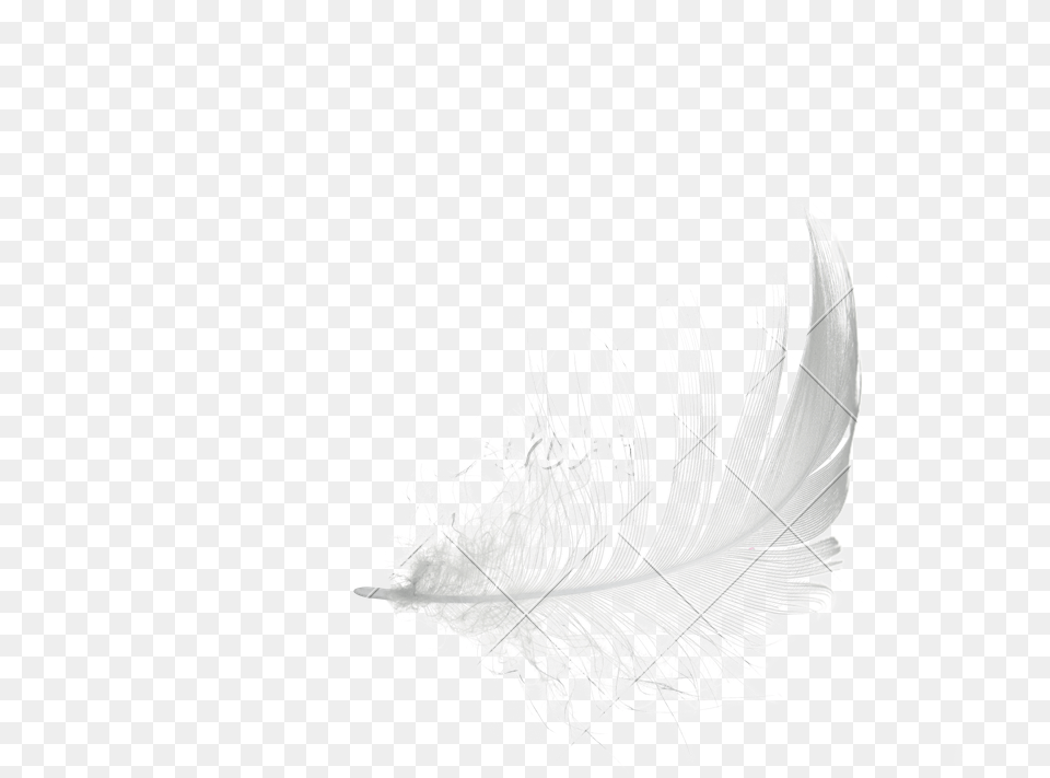 White Feather Drawing Sketch, Silhouette, Adult, Bride, Female Png Image