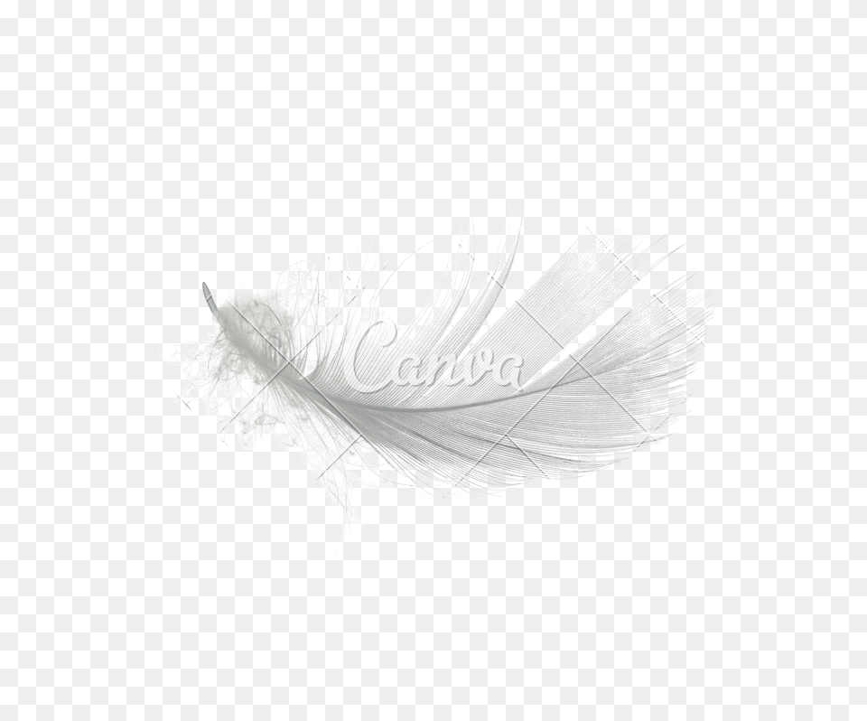 White Feather Graphic Stock Macro Photography Free Png Download