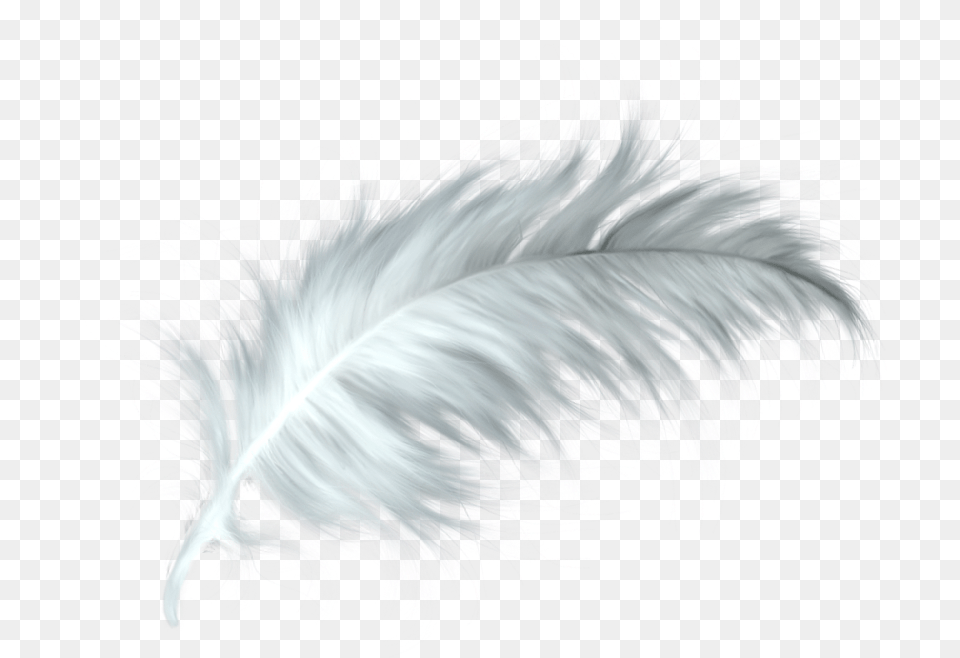 White Feather Healing Quill Paris Background Feather, Accessories, Animal, Dinosaur, Pattern Free Transparent Png