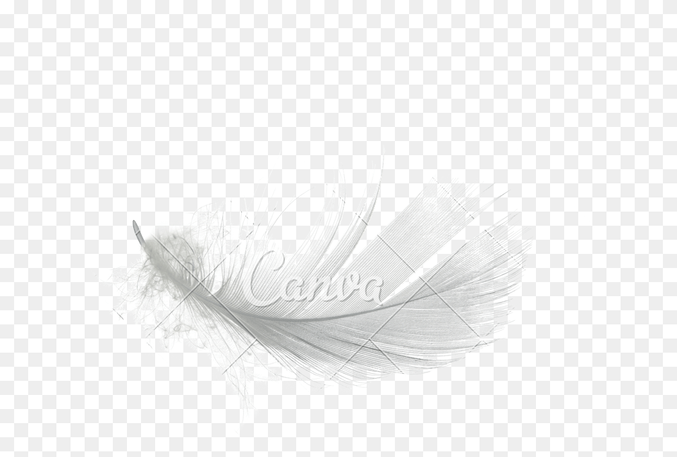 White Feather High Quality Sketch, Art, Graphics, Adult, Bride Png Image