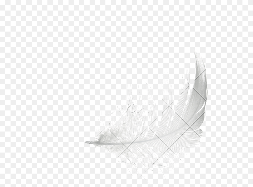 White Feather Sketch, Silhouette, Adult, Bride, Female Free Png Download