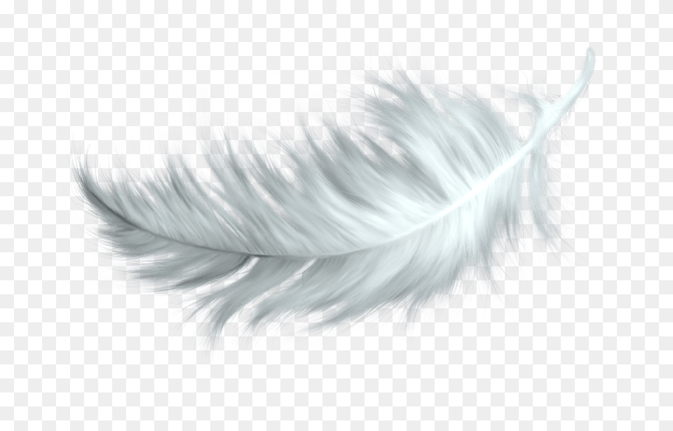 White Feather Transparent Bird Feather, Accessories, Adult, Female, Person Free Png