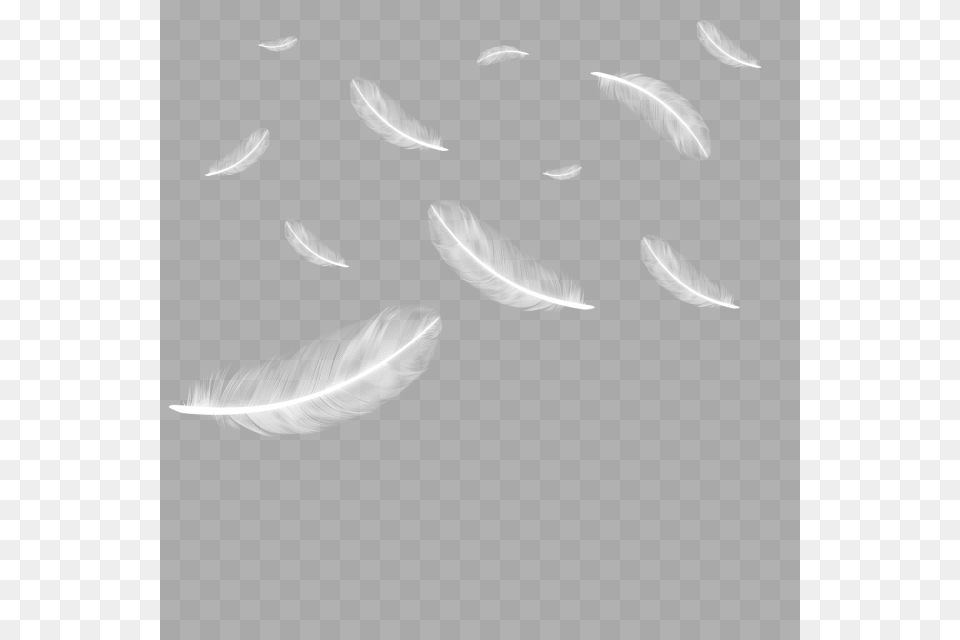 White Feathers Falling, Flower, Petal, Plant, Aquatic Free Png Download