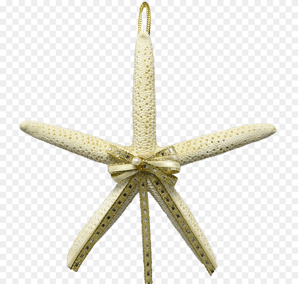 White Finger Starfish Ornament 4 5, Animal, Sea Life, Invertebrate, Blade Free Png Download