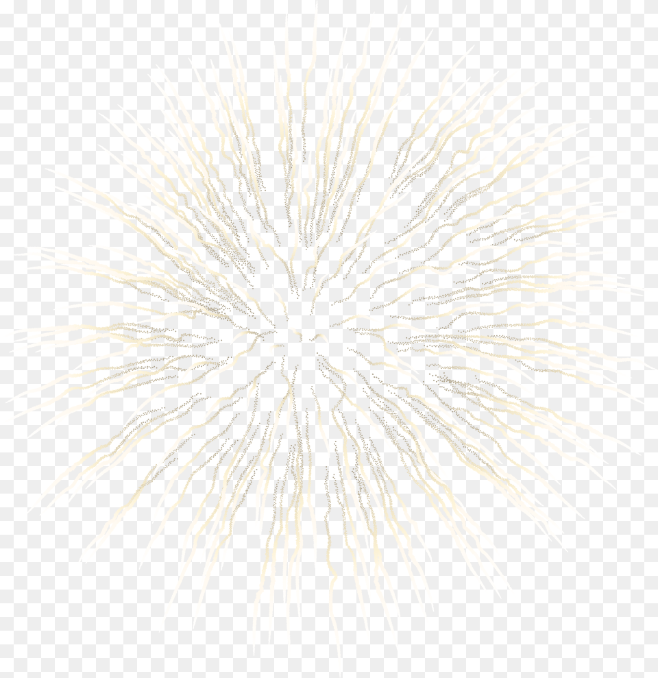 White Firework Vector Download High Quality Firework, Fireworks, Plant Png