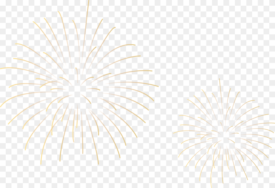 White Fireworks Fire Works White, Plant Png Image