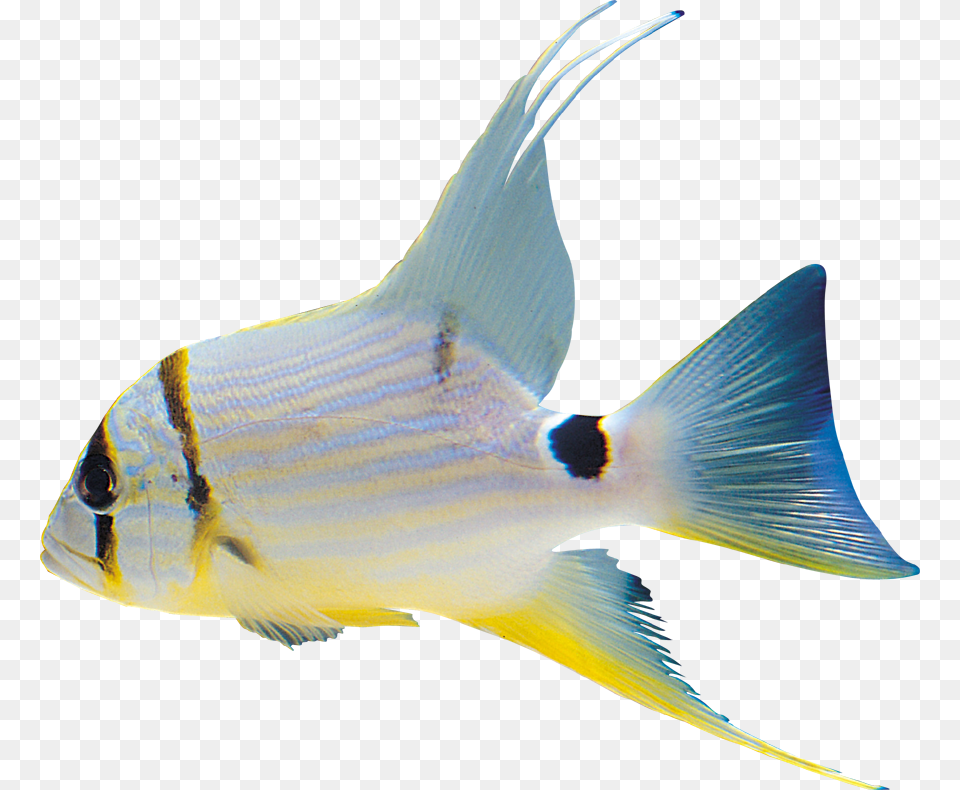 White Fish Clipart Format Riba, Angelfish, Animal, Sea Life Png Image