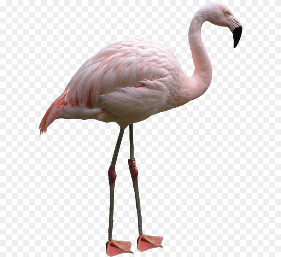White Flamingo, Animal, Bird Free Png Download