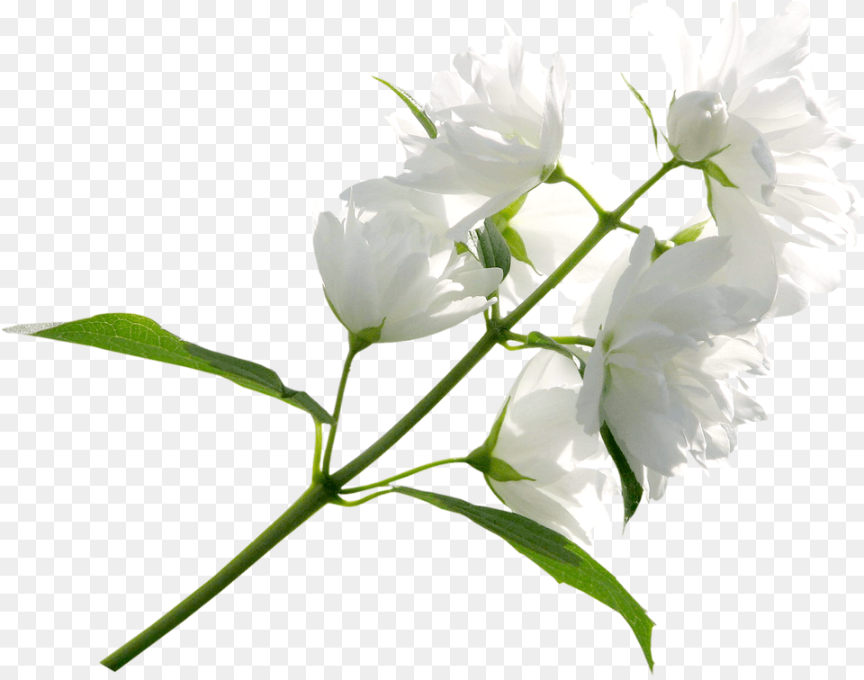 White Floral White Flowers Background, Flower, Plant, Rose, Petal Free Png Download