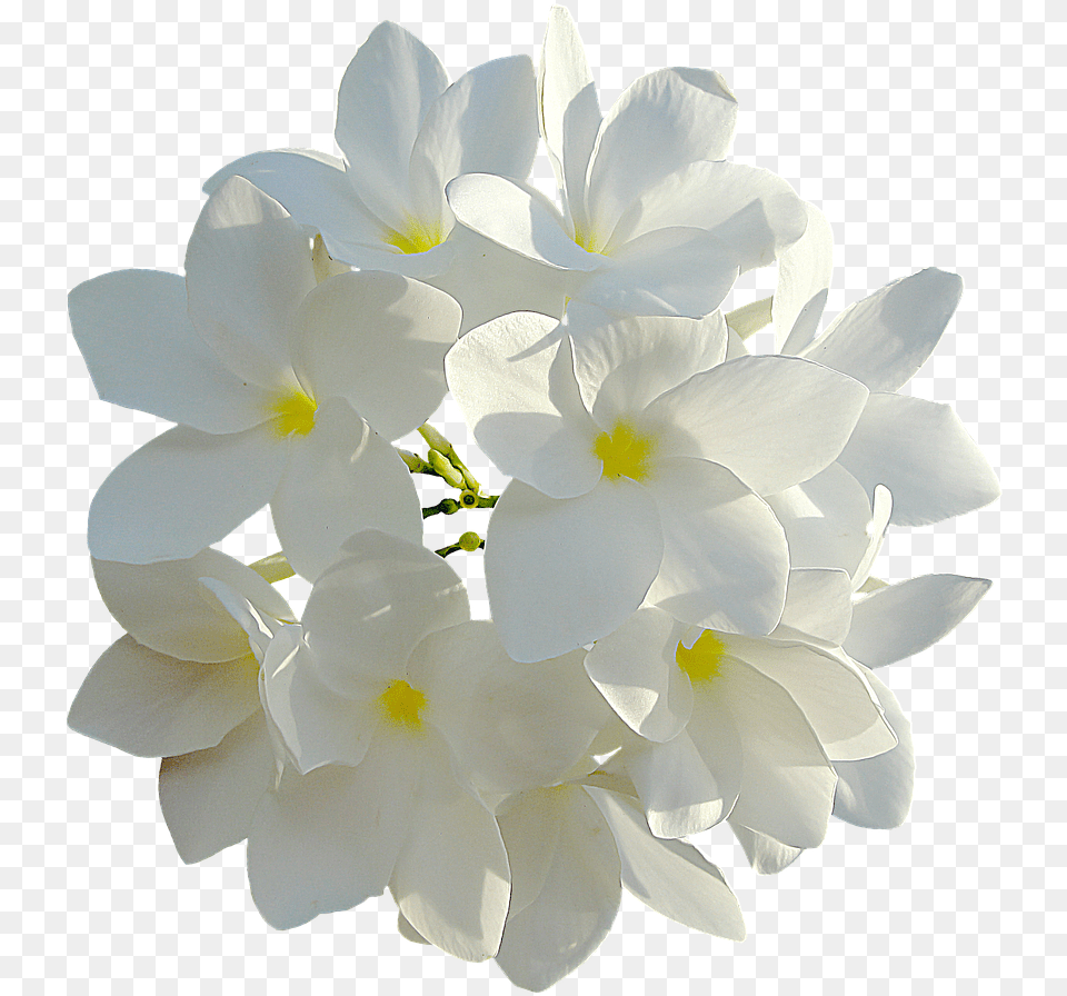 White Flower, Flower Arrangement, Flower Bouquet, Geranium, Petal Free Transparent Png