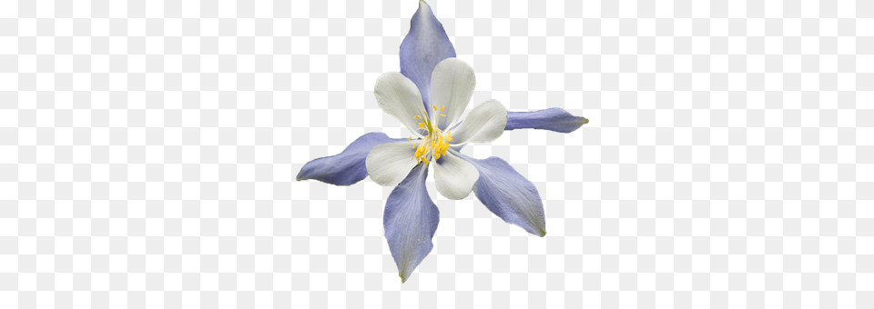 White Flower Plant, Petal, Aquilegia, Iris Png Image