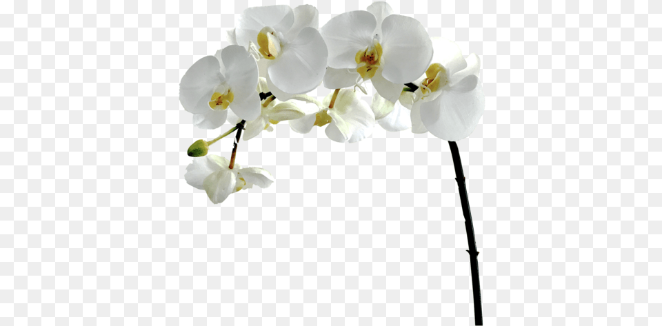 White Flower Amaranthine Blooms, Orchid, Plant, Petal Png
