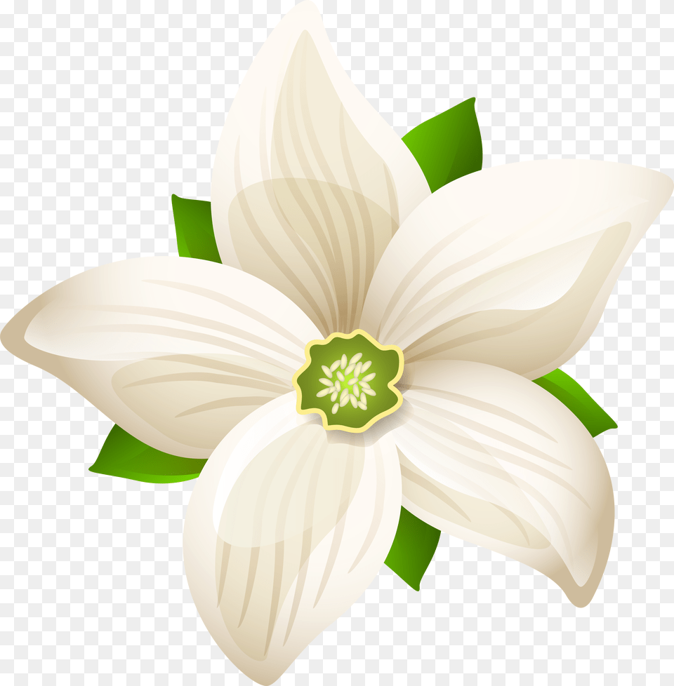 White Flower Art, Anemone, Plant, Dahlia, Anther Free Png Download