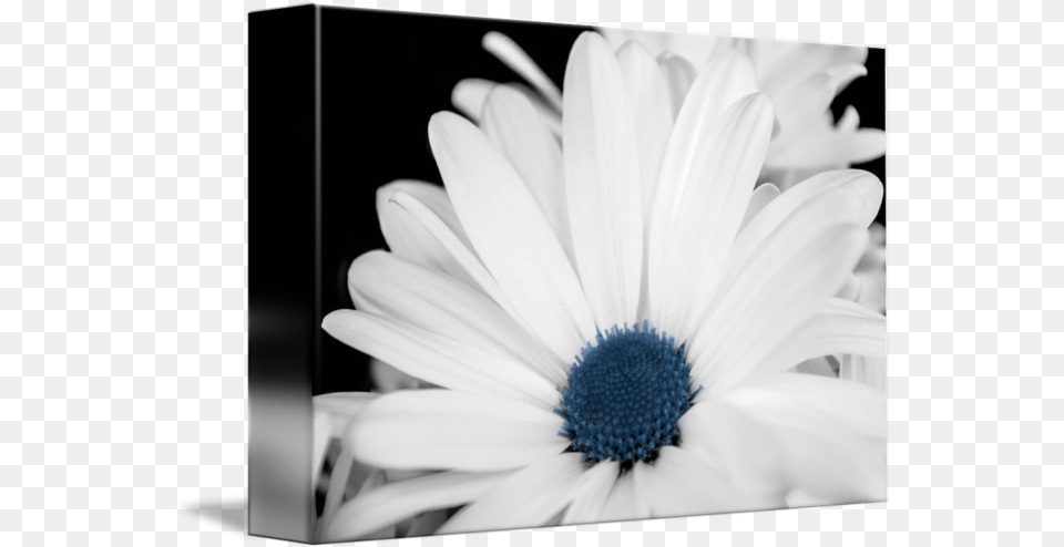 White Flower Blue Center By Xenia Headley Camomile, Anemone, Daisy, Petal, Plant Png Image