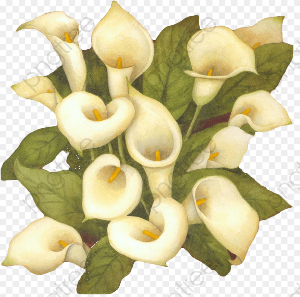White Flower Bouquet Clipart Arum Lily, Plant, Petal, Produce, Pear Png