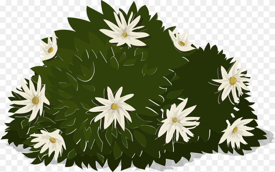 White Flower Bush Clipart, Daisy, Plant, Lily, Pond Lily Png