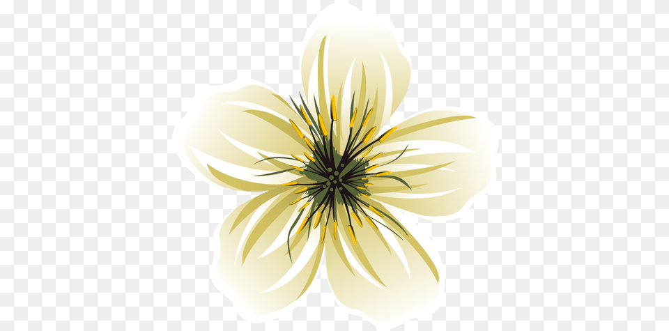 White Flower Cartoon Transparent White Flower Vector, Anemone, Petal, Anther, Plant Png
