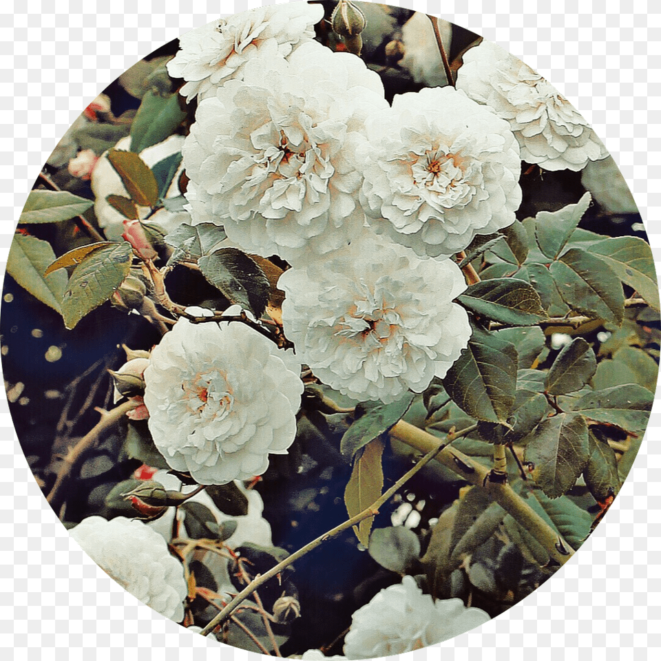 White Flower Circle Aesthetic Background Tumblr, Dahlia, Photography, Plant, Geranium Png Image