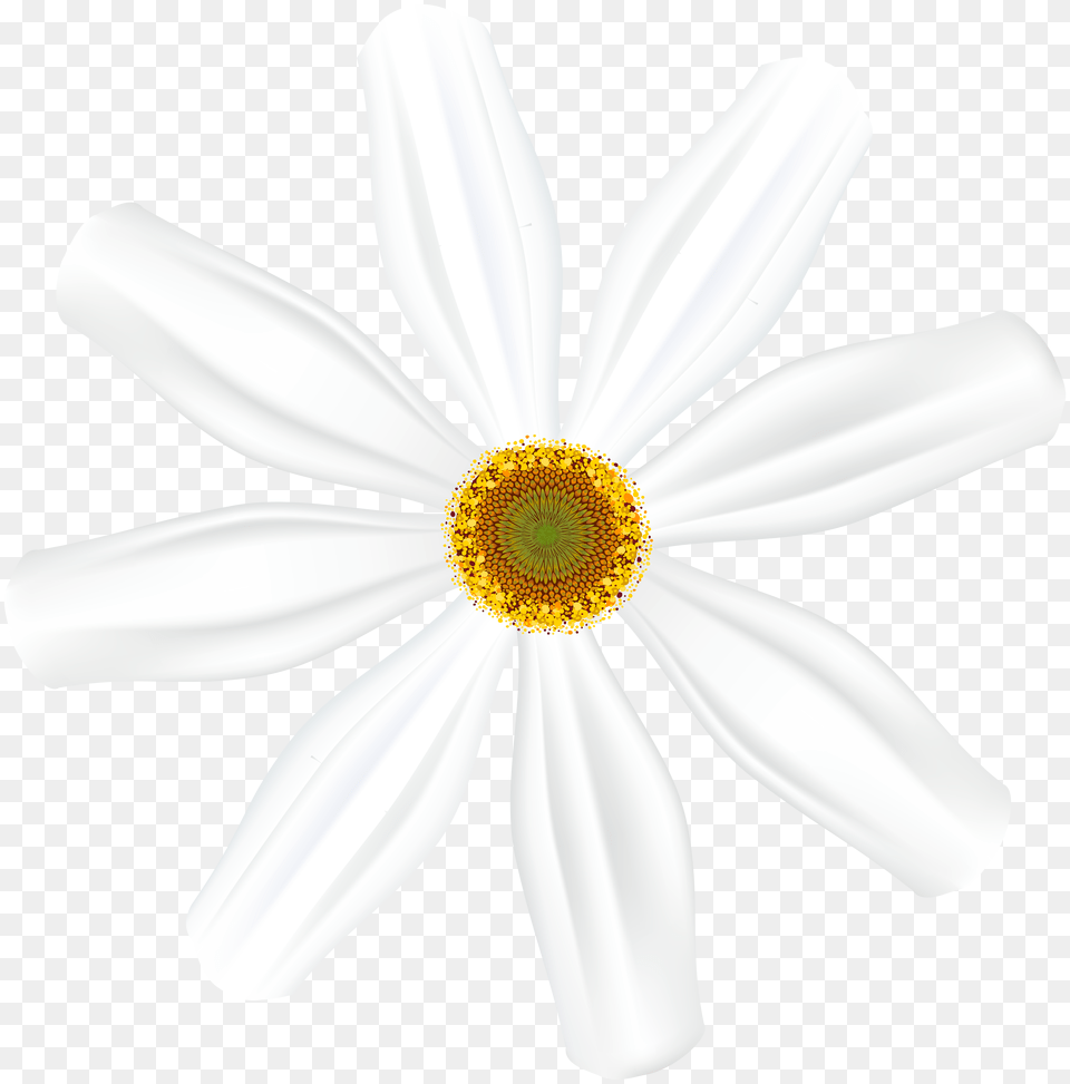 White Flower Clip Art Png