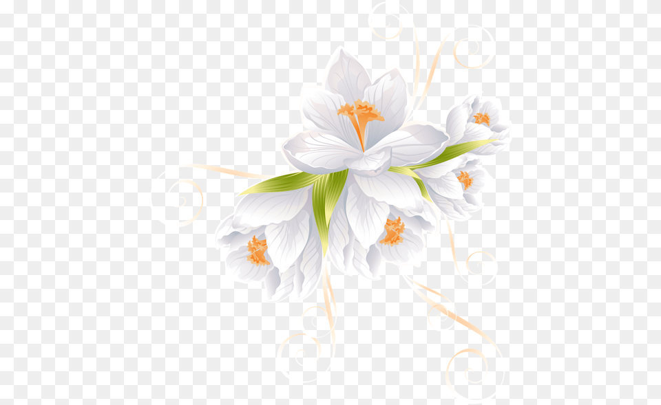 White Flower Clipart, Anther, Art, Floral Design, Graphics Free Png Download
