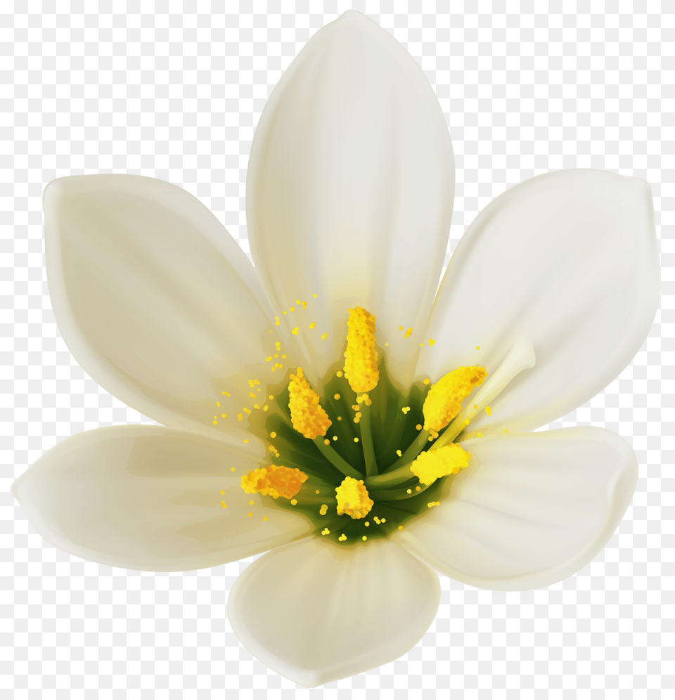 White Flower Clipart Png Image