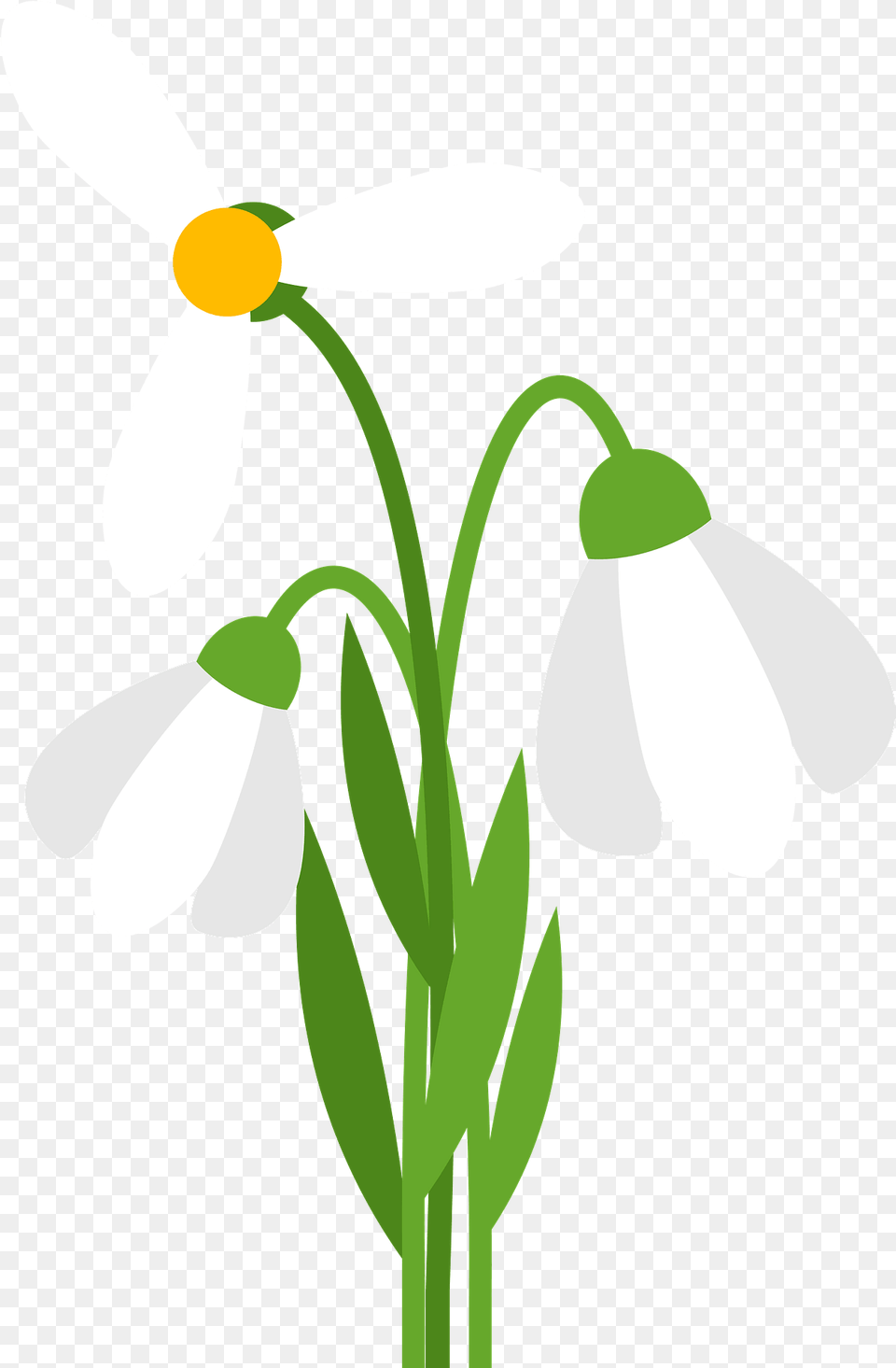 White Flower Clipart Illustration, Daisy, Petal, Plant, Amaryllidaceae Free Png Download