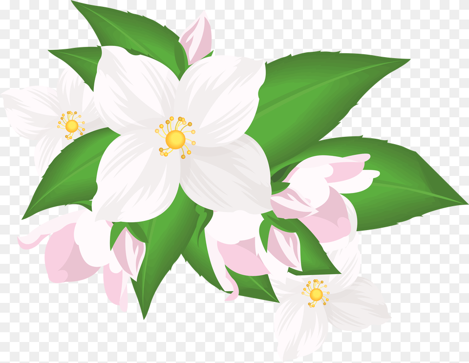 White Flower Clipart Jasmine, Plant, Anemone, Anther, Petal Free Transparent Png