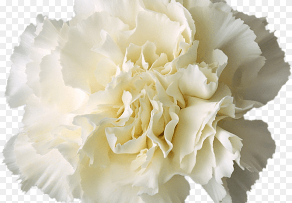White Flower Crown More Information White Flower Crown Background, Carnation, Plant, Rose Png Image