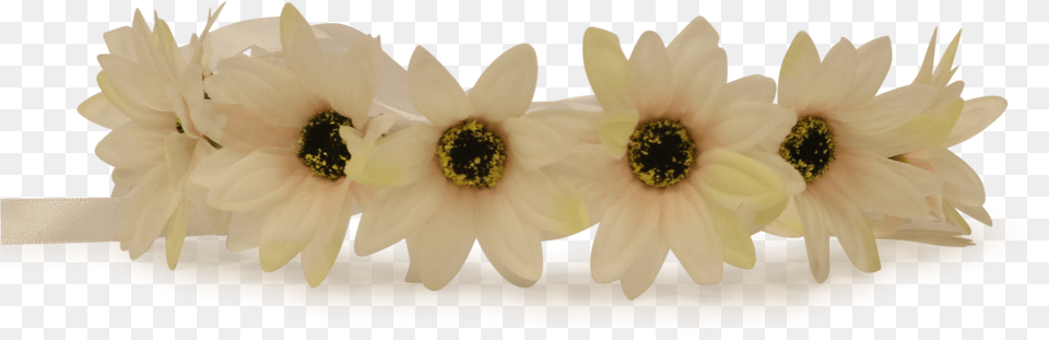 White Flower Crown Portable Network Graphics, Anther, Dahlia, Daisy, Flower Arrangement Free Png