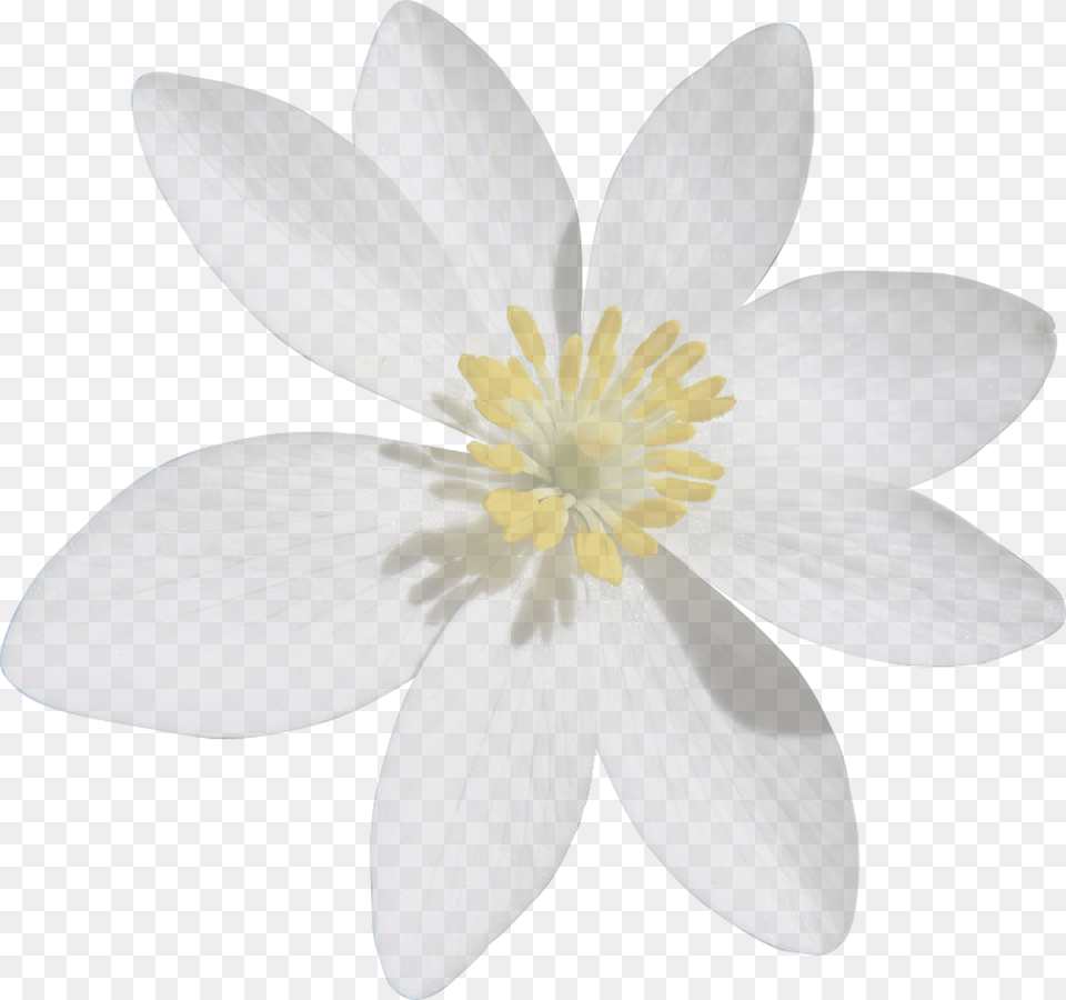 White Flower Cut Out, Plant, Pollen, Anther, Petal Free Png