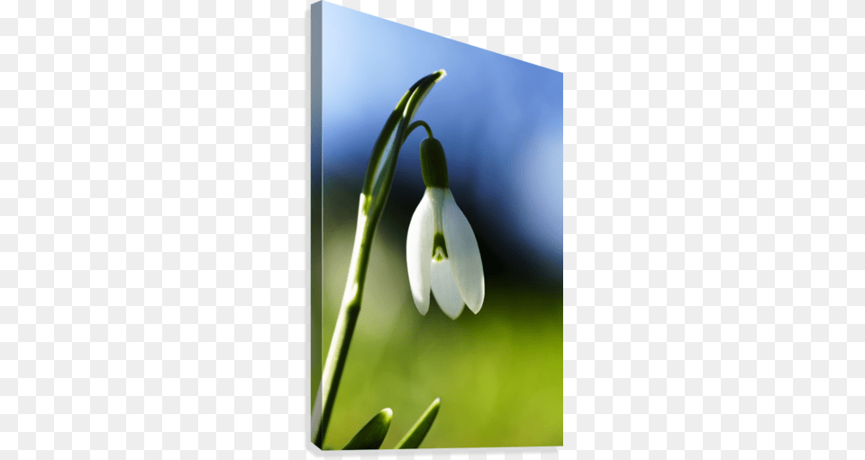 White Flower Drooping Against Blue And Green Background White Flower Drooping Against Blue And Green Background, Amaryllidaceae, Plant, Food, Fruit Free Png Download