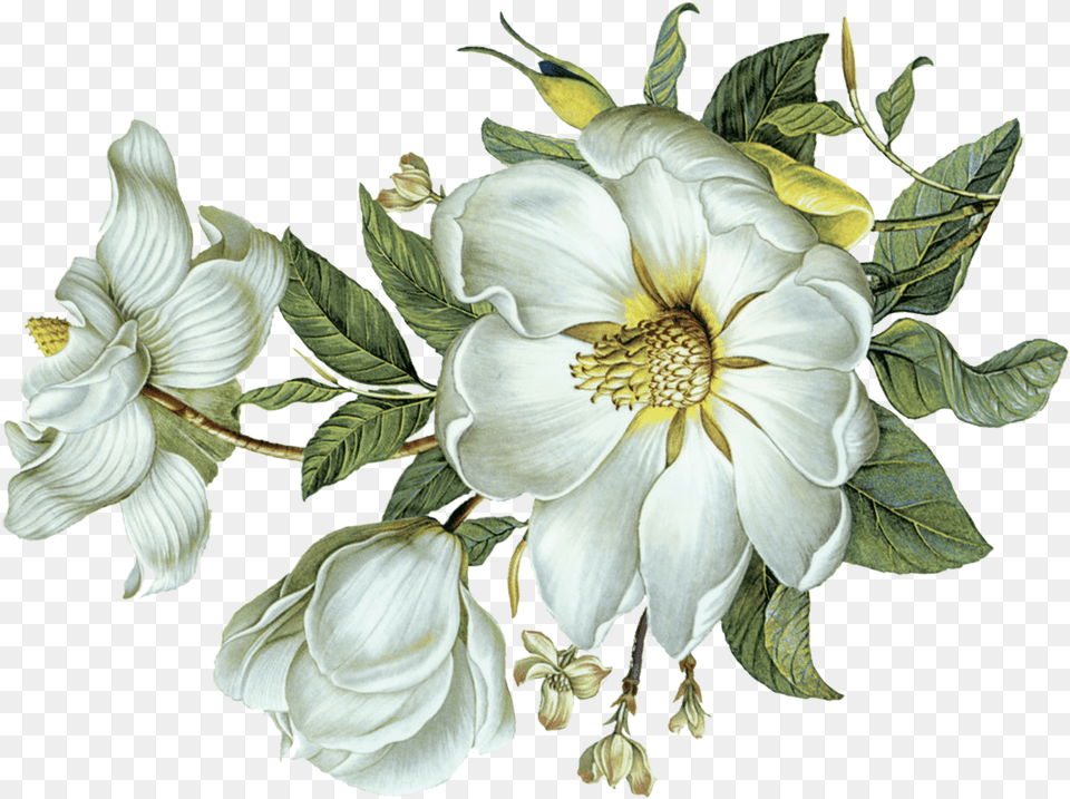 White Flower Flower Green Leaf Hd, Plant, Petal, Rose, Dahlia Free Png