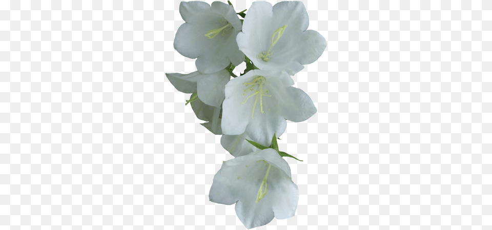 White Flower Flowers White Flower Funeral, Plant, Anther, Petal, Nature Png Image
