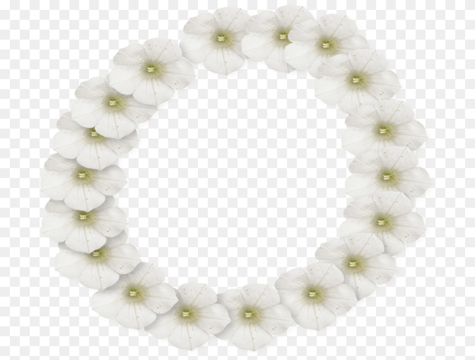 White Flower Frame Photo Flower, Photography, Plant, Accessories Free Transparent Png