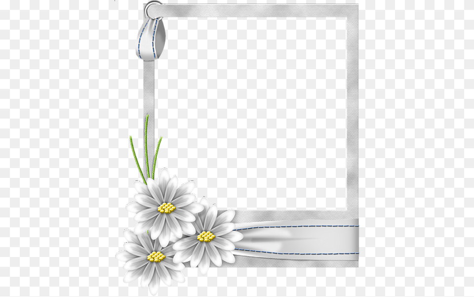 White Flower Frame Transparent White Flower Frame, Anther, Daisy, Plant, Petal Free Png Download