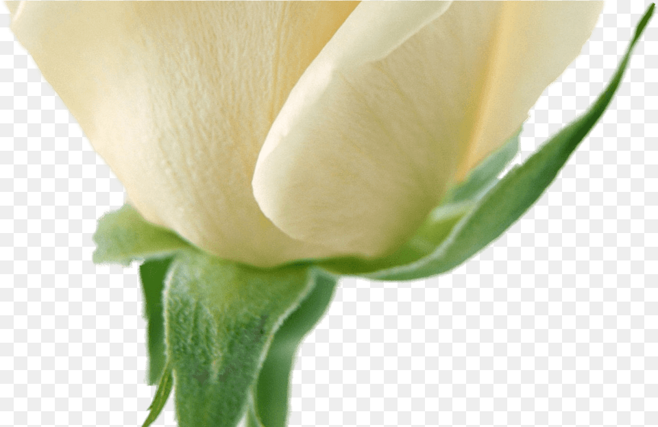 White Flower Garland For Download White Rose Hd, Bud, Plant, Sprout, Petal Free Png