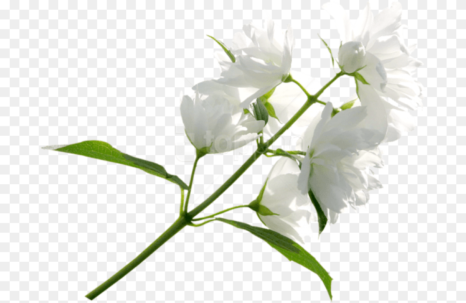 White Flower Images Background Background White Flowers, Plant, Petal Free Transparent Png