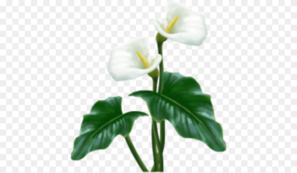 White Flower Images Vector Clip Art Calla Lily With Background, Plant, Araceae, Person, Anthurium Png Image