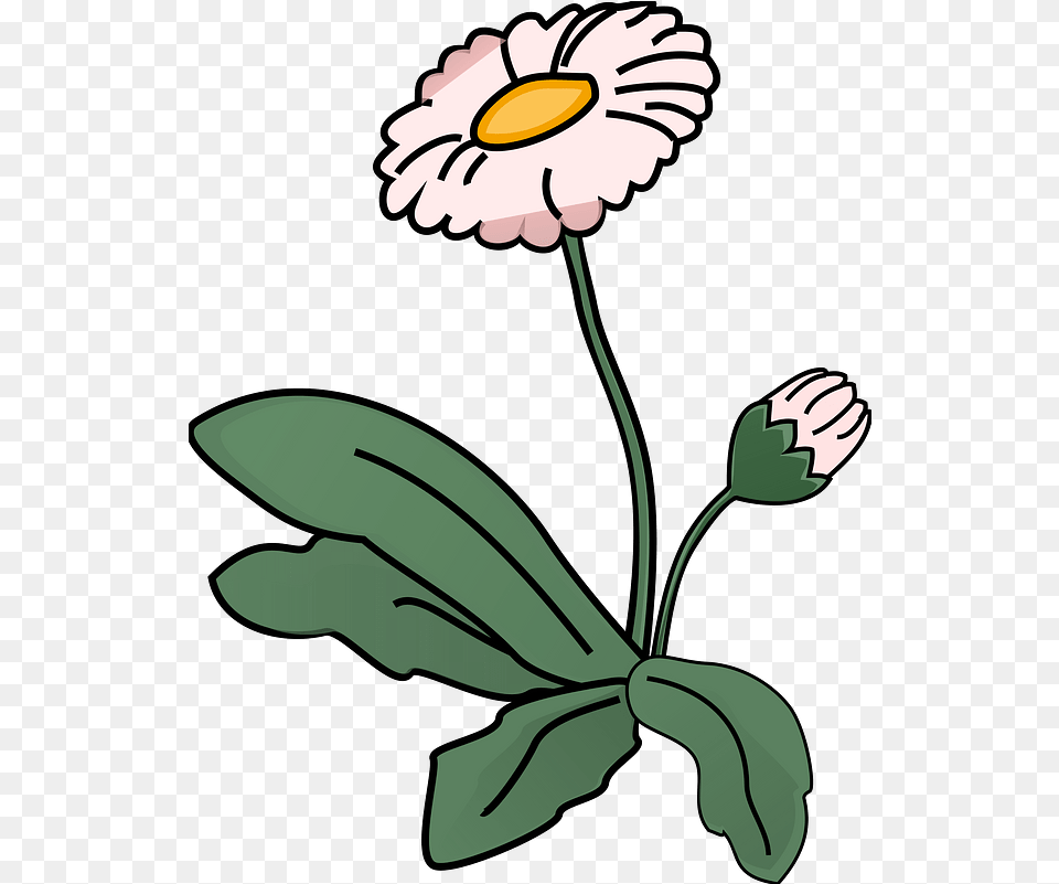 White Flower Lovely, Daisy, Plant, Petal, Baby Free Png