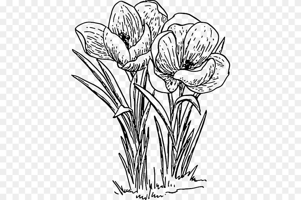 White Flower Outline Crocus Clip Art Black And White, Drawing, Animal, Dinosaur, Reptile Free Transparent Png