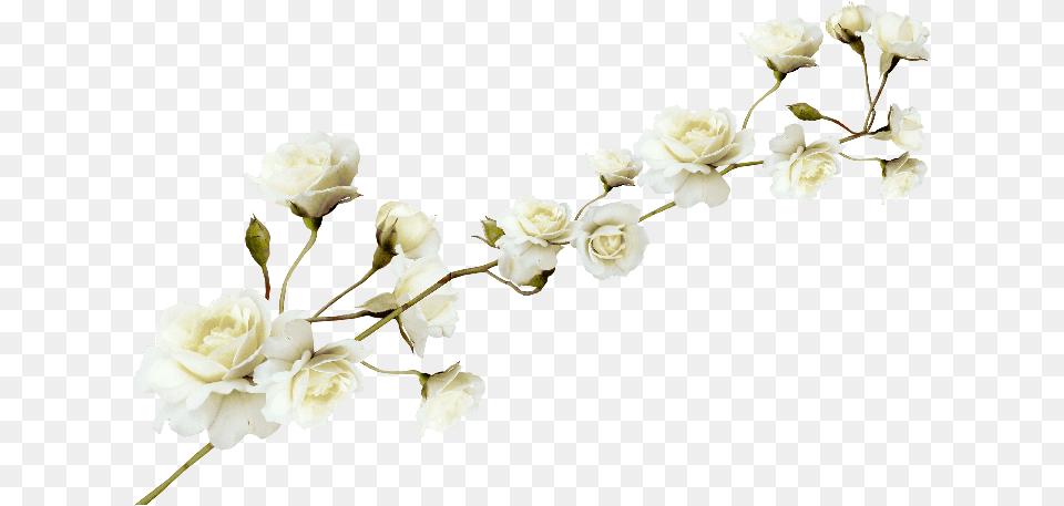 White Flower Pattern White Flower File, Petal, Plant, Rose, Flower Arrangement Free Png
