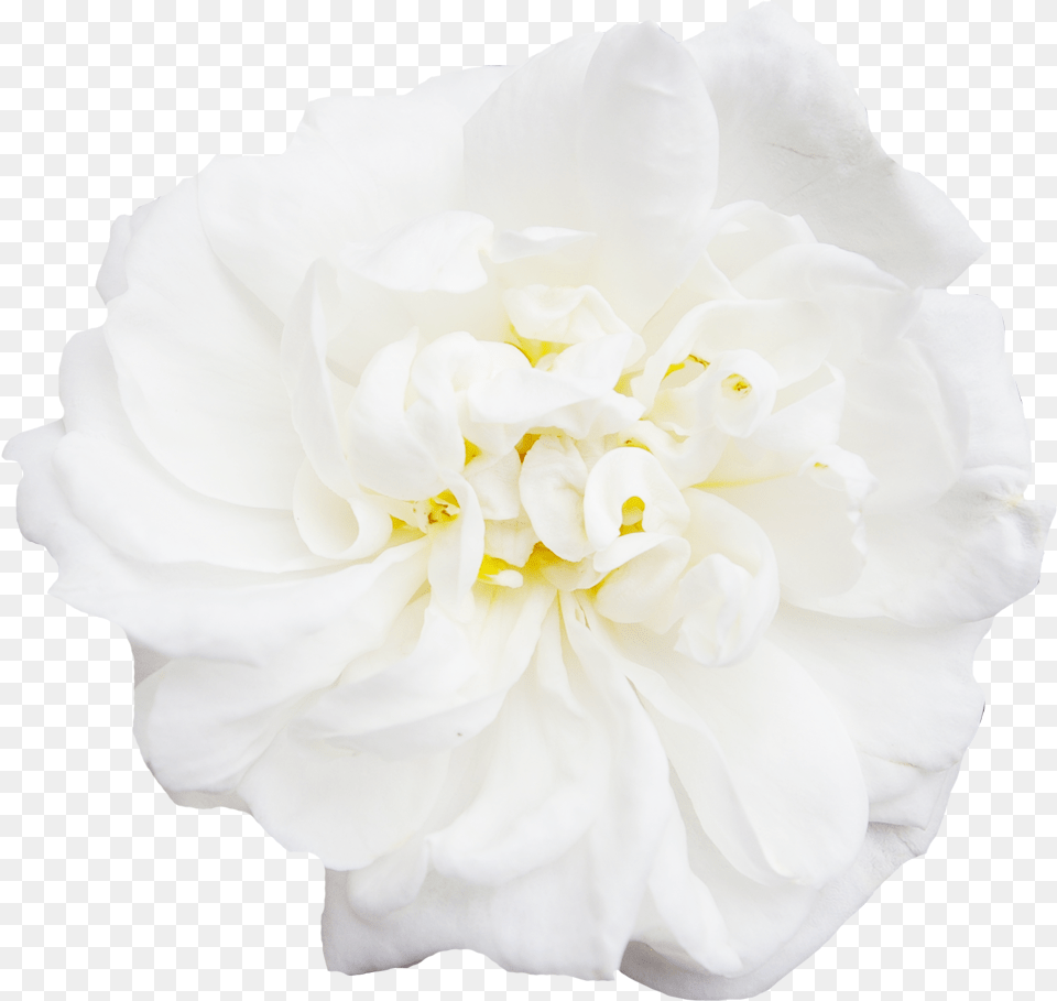 White Flower Peony Japanese Camellia, Dahlia, Plant, Rose, Carnation Free Png Download