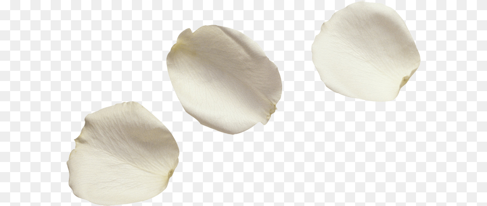 White Flower Petals, Petal, Plant Free Png