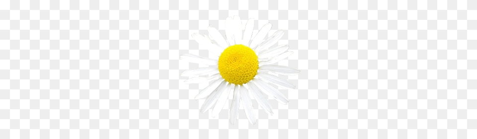 White Flower Photo, Daisy, Plant, Chandelier, Lamp Free Transparent Png