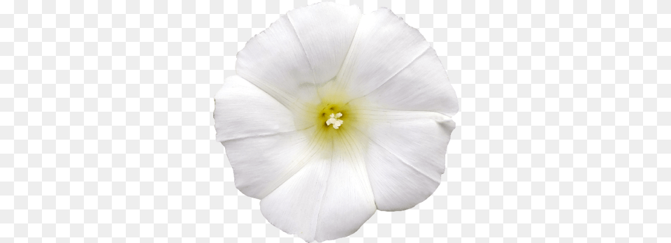 White Flower Photo Flower, Anther, Petal, Plant, Anemone Free Png